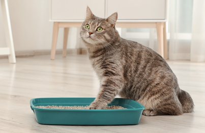 A fresh and clean litter box: the right cat litter