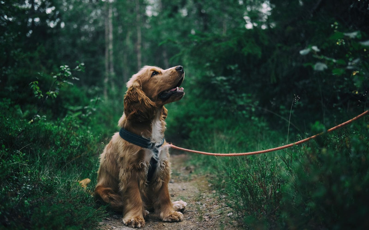 Wat mag een hond niet eten? De complete lijst met giftige en gevaarlijke voeding