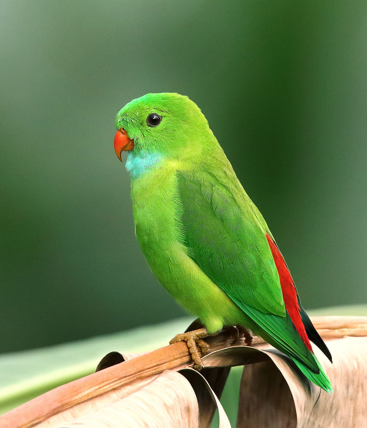 Vogelvoer kiezen: zaden voor kanarie, parkiet en tropische vogels