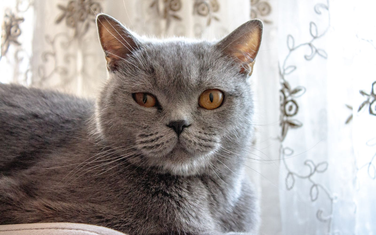 Welke kattenbakvulling kiezen? De complete gids