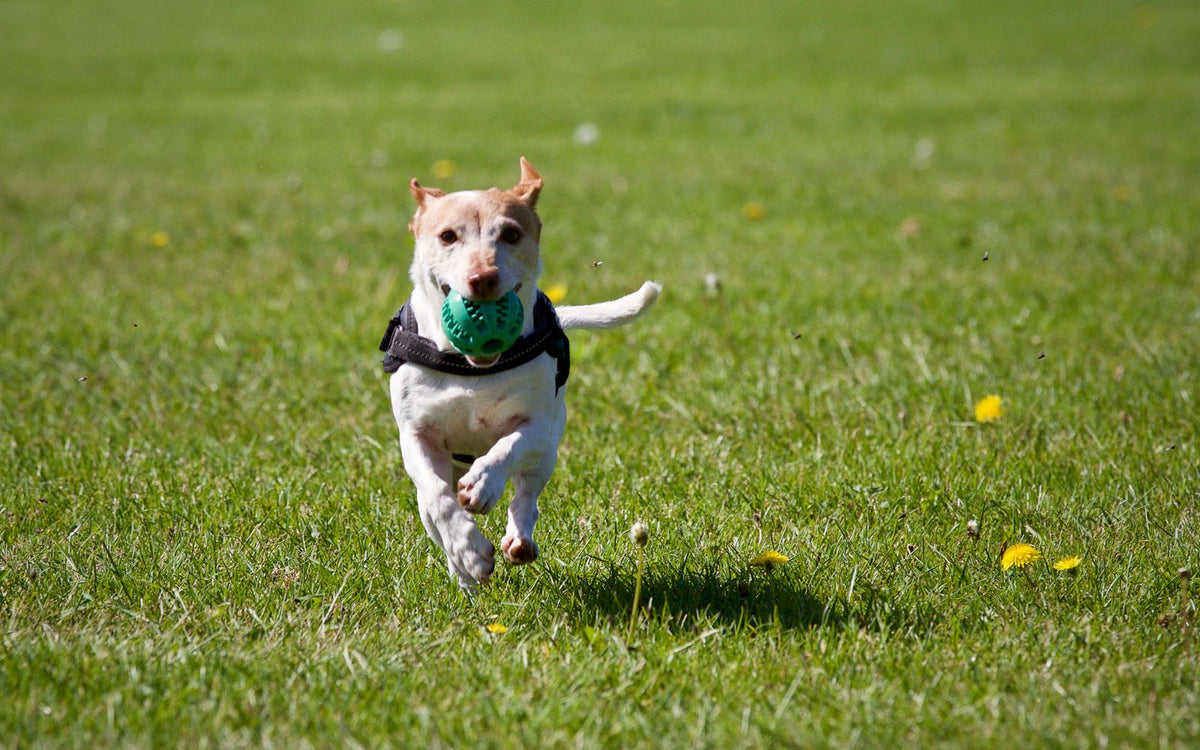 Vlooien en teken bij hond en kat: herkennen, behandelen en voorkomen (zomergids)