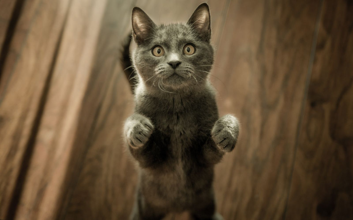 Een kitten in huis: de complete gids voor de eerste maanden