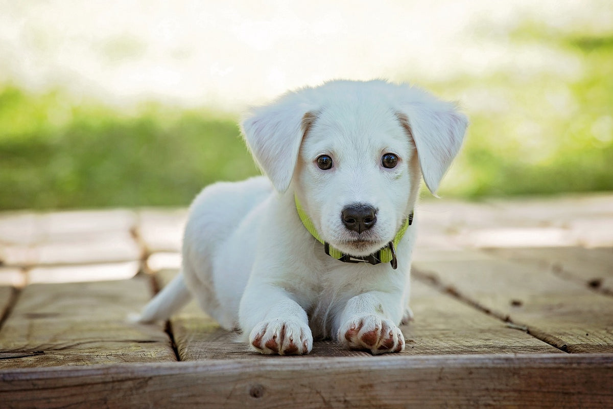 The importance of good animal feed