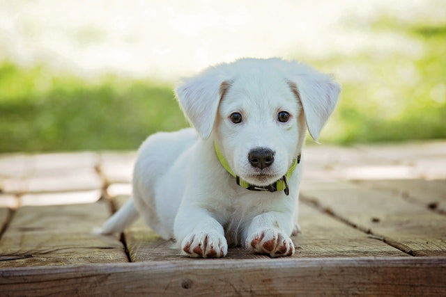 The importance of good animal feed