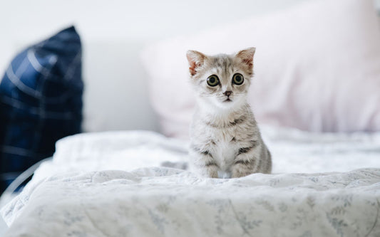 Kat