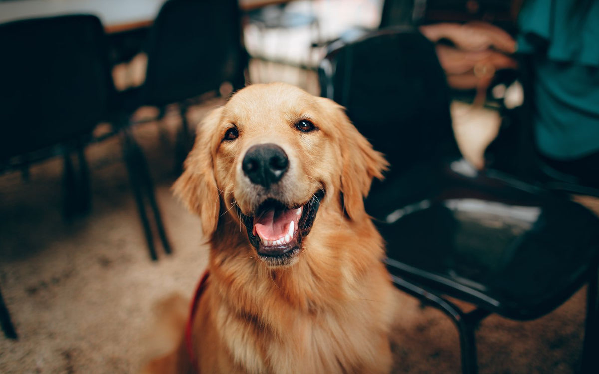 Geperst hondenvoer vs. geëxtrudeerde brokken: wat is het verschil en wat is beter voor jouw hond?