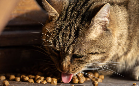 Kat eet brokjes