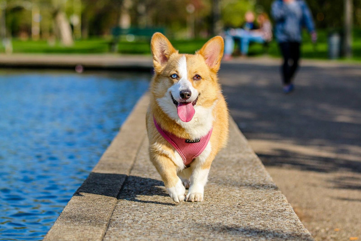 Oogdruppels voor honden: wanneer zelf verzorgen en wanneer naar de dierenarts?