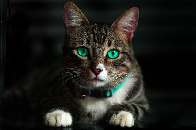 Kattensnacks: welke kies je en hoeveel mag een kat per dag?