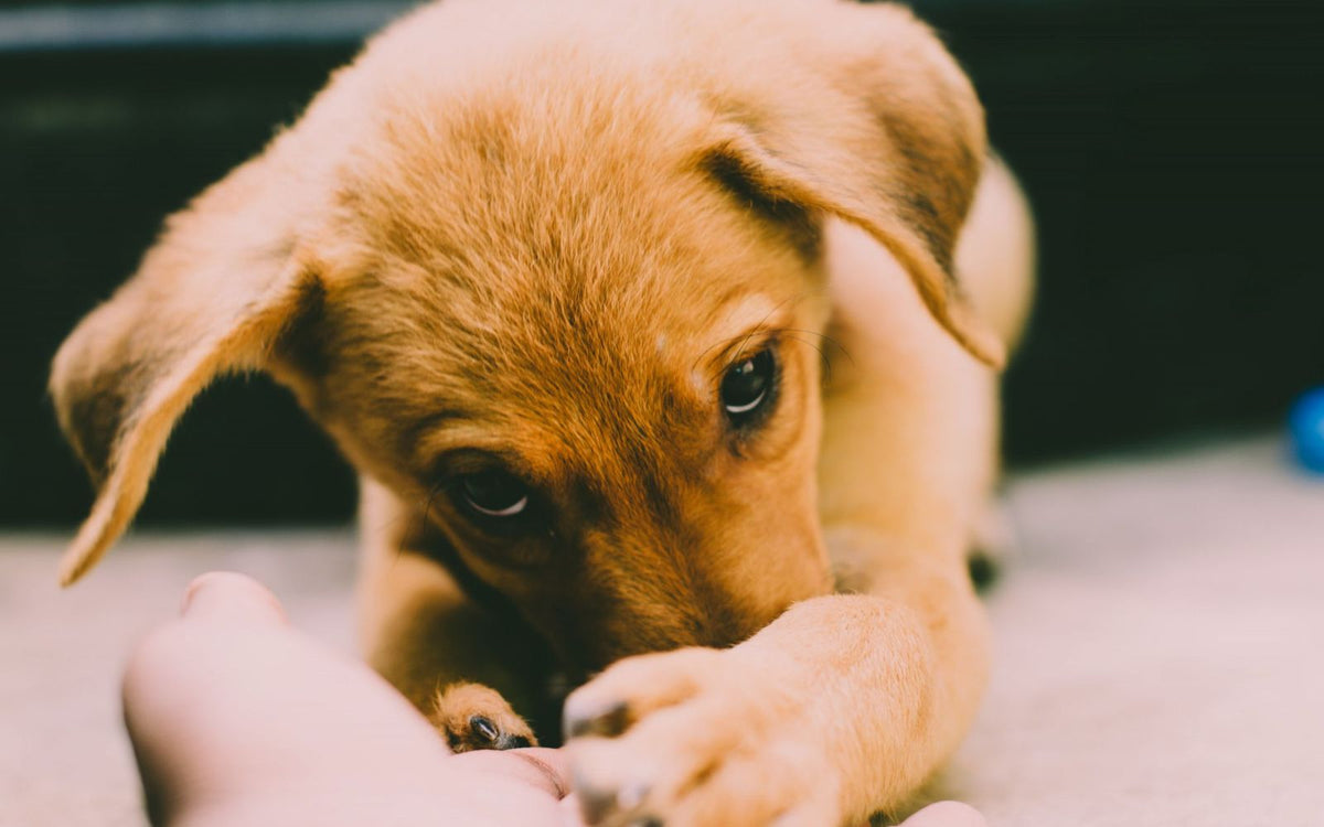 Een puppy in huis: de complete gids voor de eerste maanden