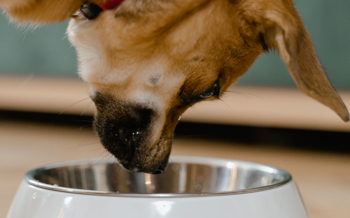 Hoeveel moet mijn hond eten? De complete gids met rekenformule en voedingsschema (2026)