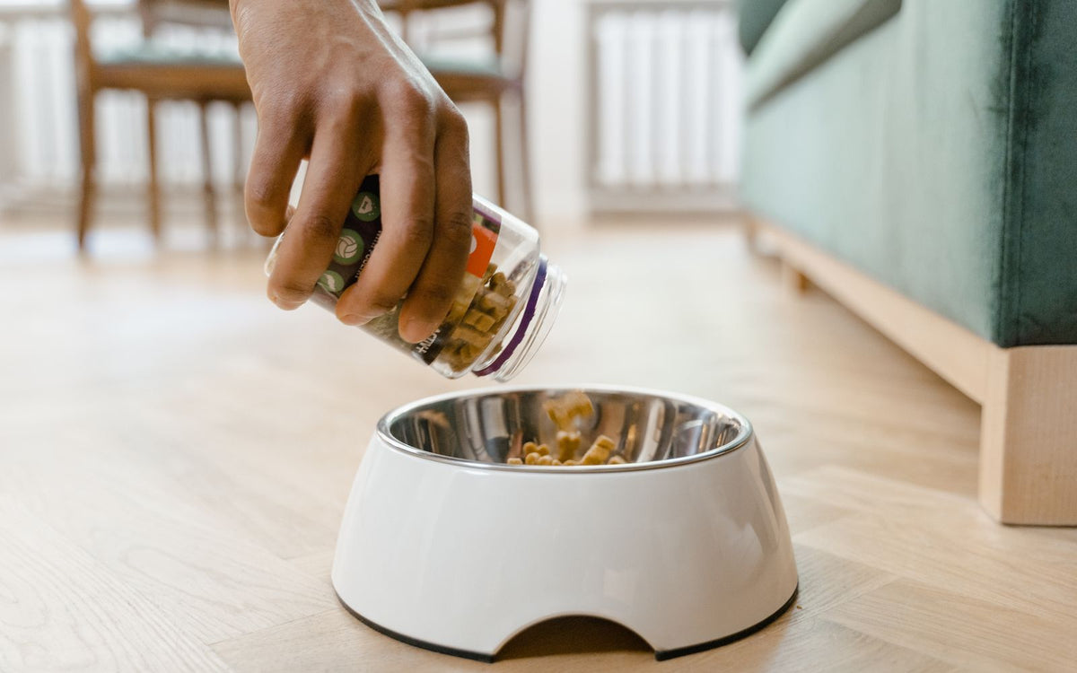 Natvoer of droogvoer voor je hond en kat? De complete vergelijking