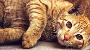 Een frisse en schone kattenbak: de juiste kattenbakvulling