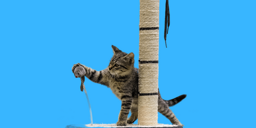 Speelgoed (Katten)