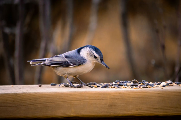 Vogels