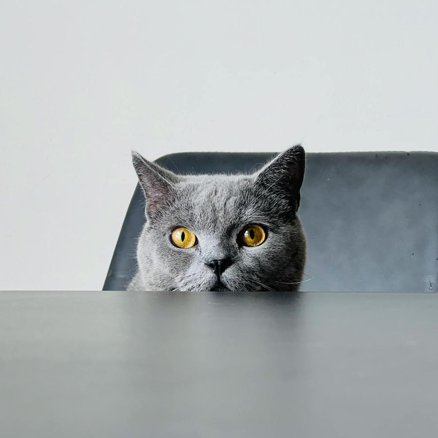 Kat achter tafel
