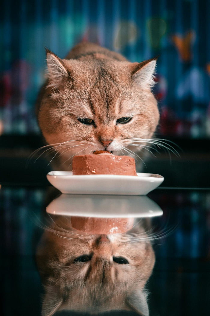 Kattenvoer