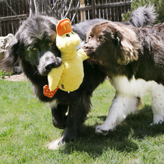 Kong - Comfort - Jumbo - Duck - XL - 43 cm - 1 Stück